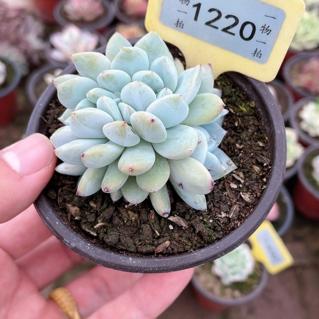 【闪购商品】1220号