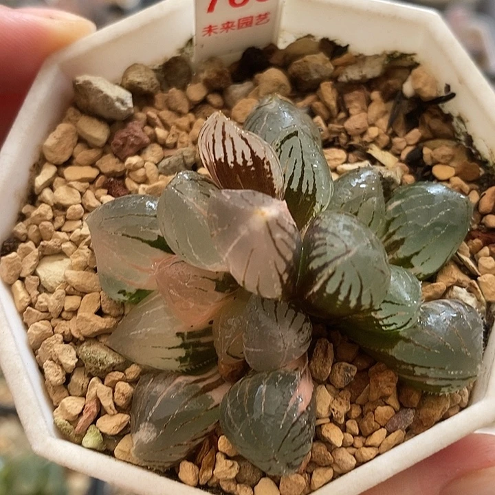 766双头糯玉露锦一物一拍