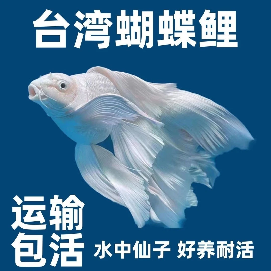 精品11-13公分左右狮子头蝴蝶鲤短身、普身活体观赏鱼