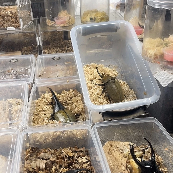 美他利弗细身锹甲1-2龄幼虫无忧罐630ml