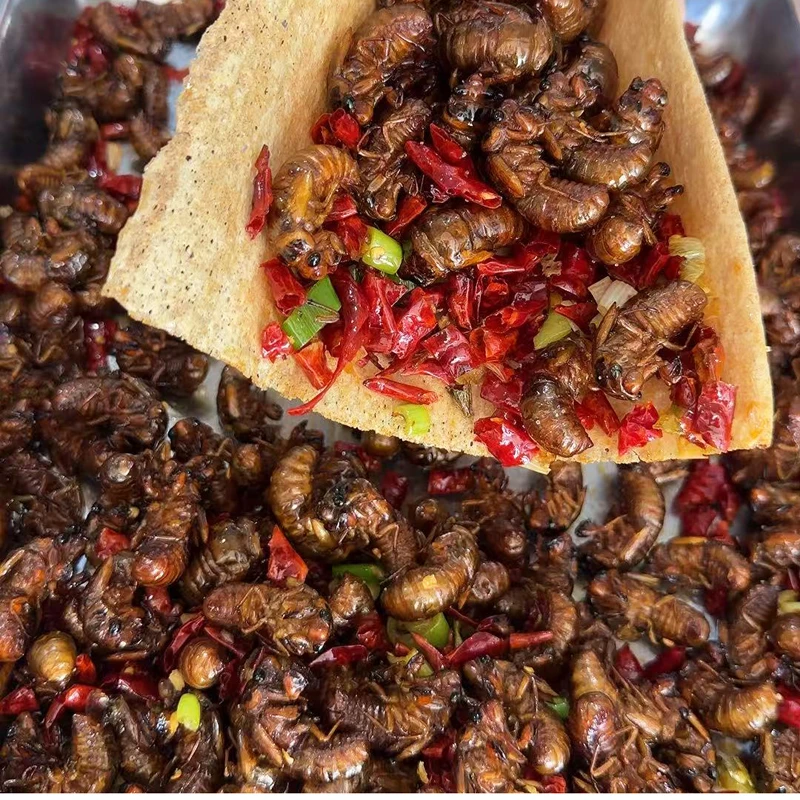 知了猴姐娄龟50个