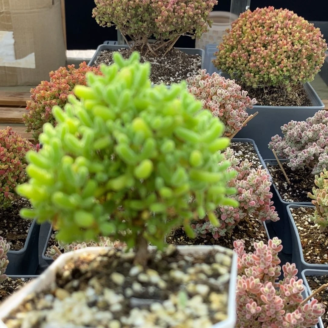 蜜橘糖球5242枝干番杏