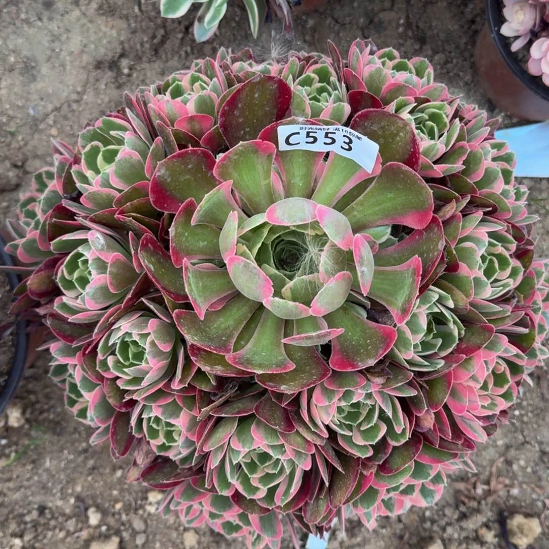 553妖月多肉植物