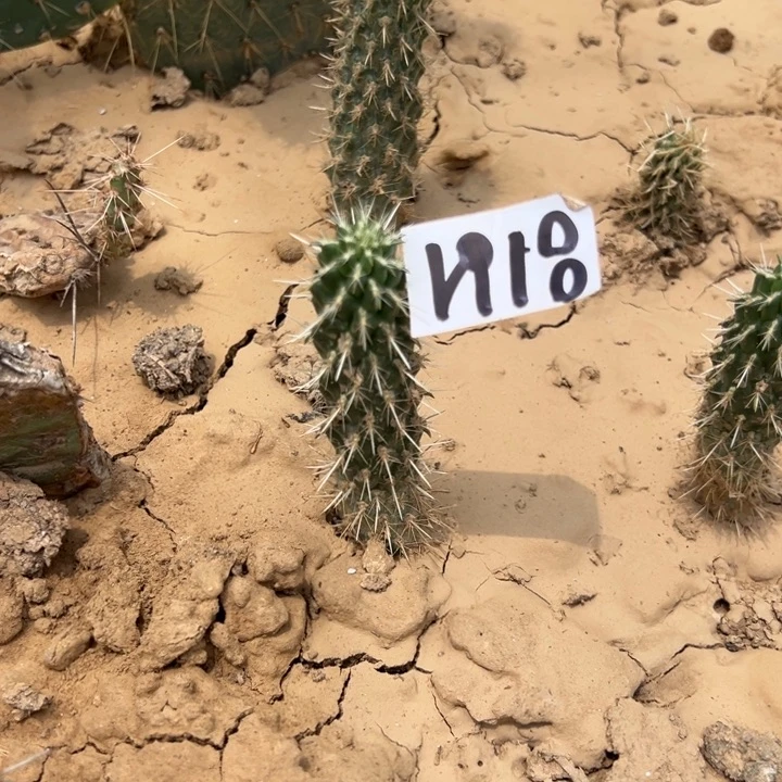 晨****N18美版泰迪熊仙人掌一颗15