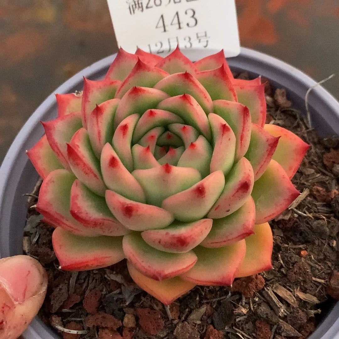 【闪购商品】云443号