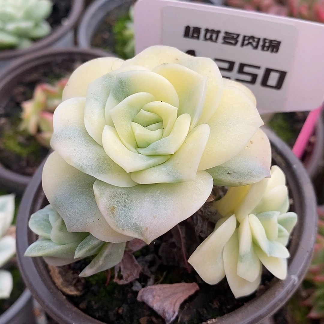 250可爱玫瑰哈哈哈哈