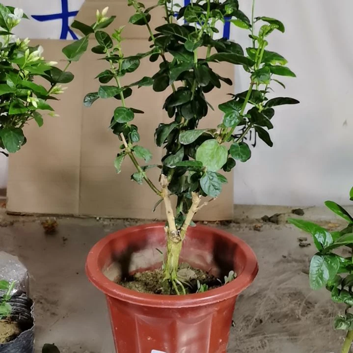 大部分花苞少量开放海****遇
