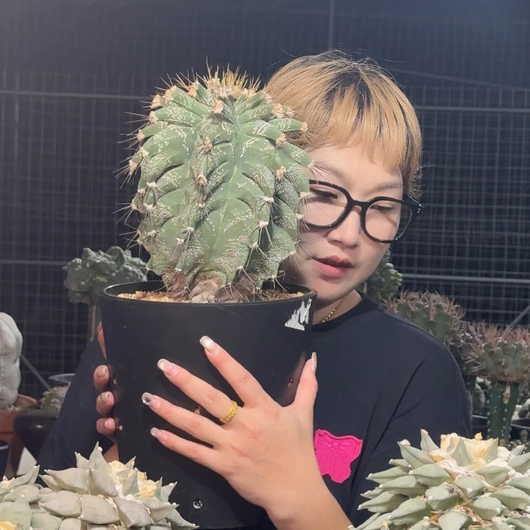 实生老桩角尤龟甲般若