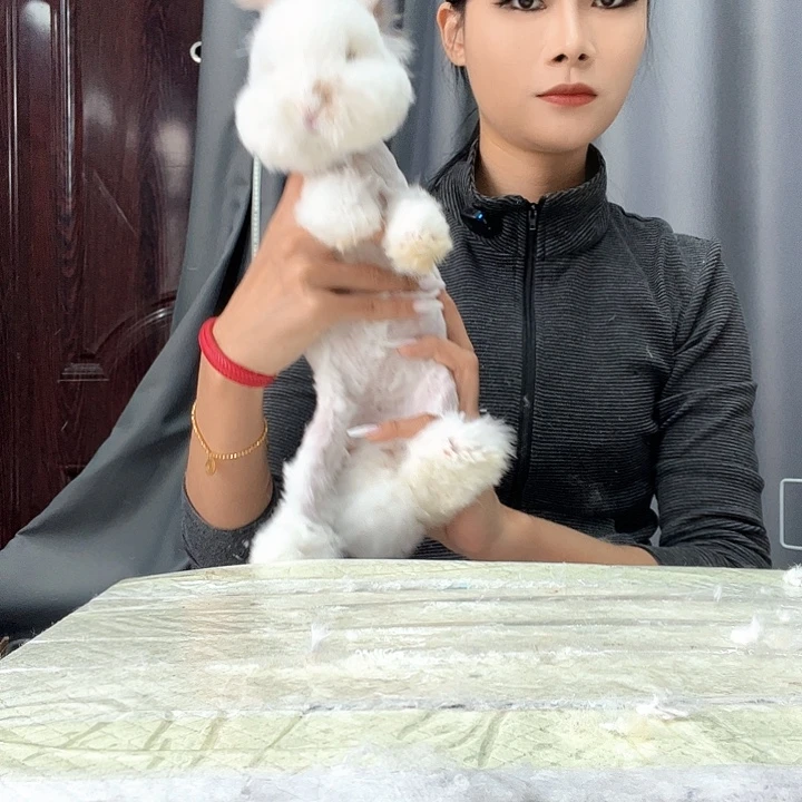 网红安哥拉兔碎班妹妹