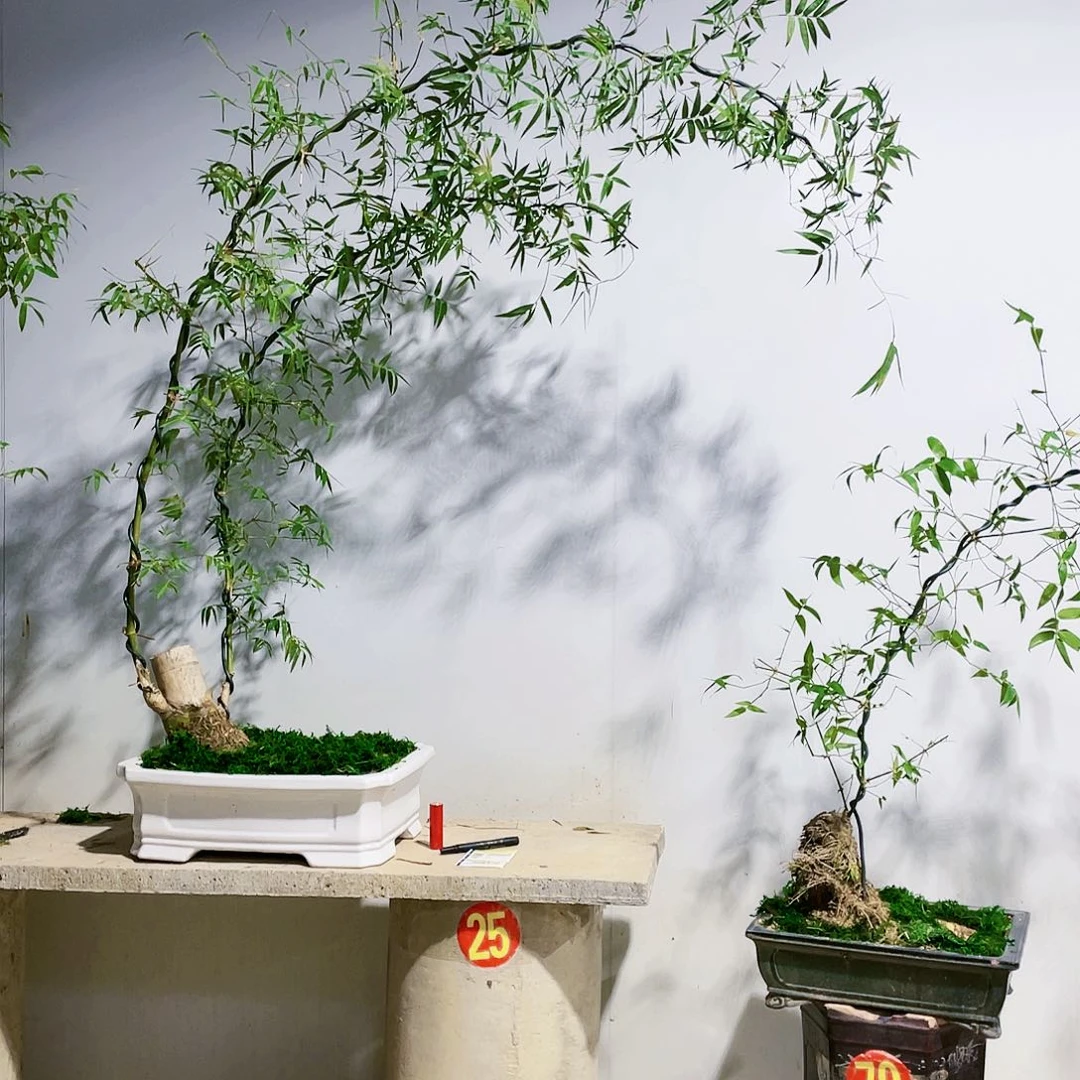 上****司小叶簕竹熟桩陶瓷盆一物一拍