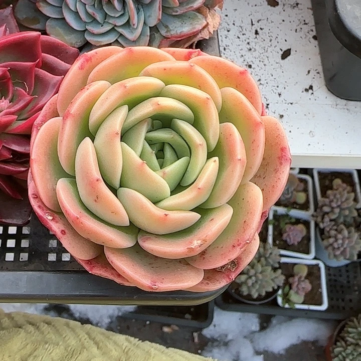 心****师青蛙王子儿童牙膏111