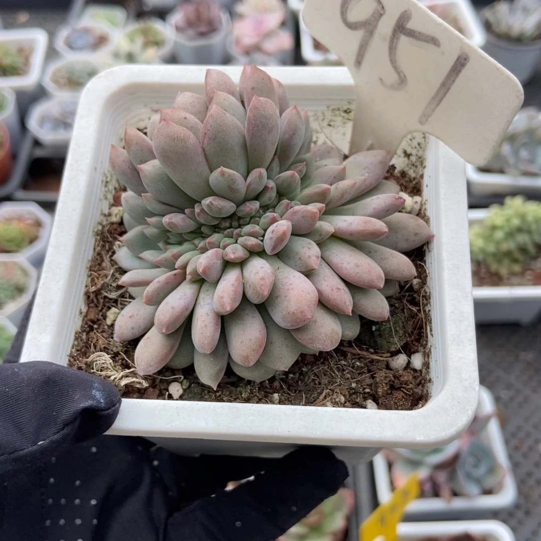 951爱丽儿缀多肉植物