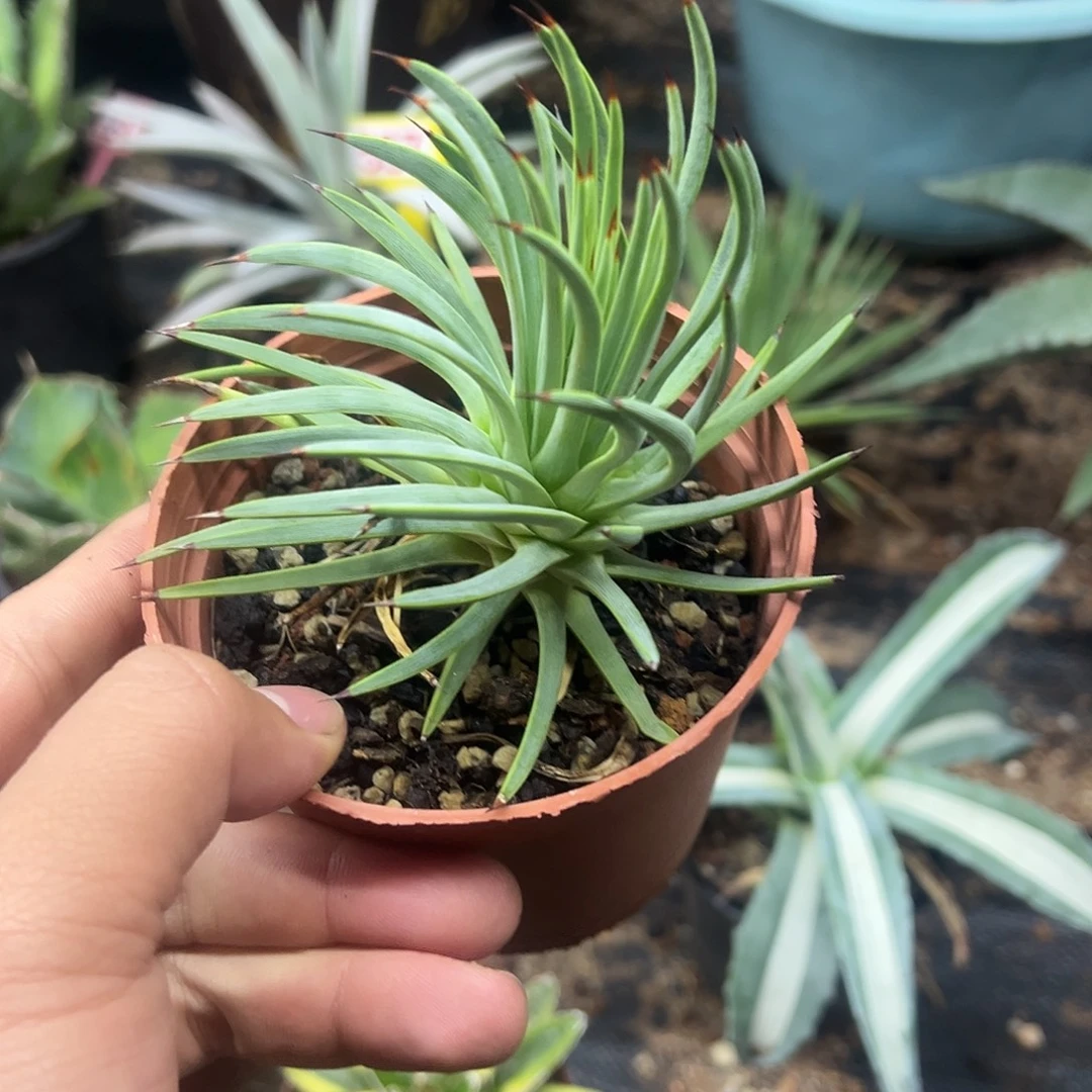 绿姬吹上龙舌兰20