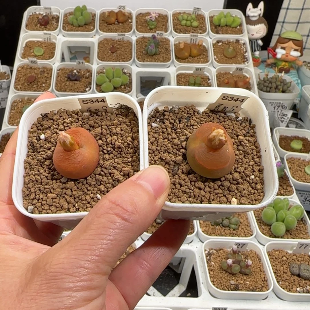 1***e肉锥多肉植物组合-优选522水蜜桃母本有疤