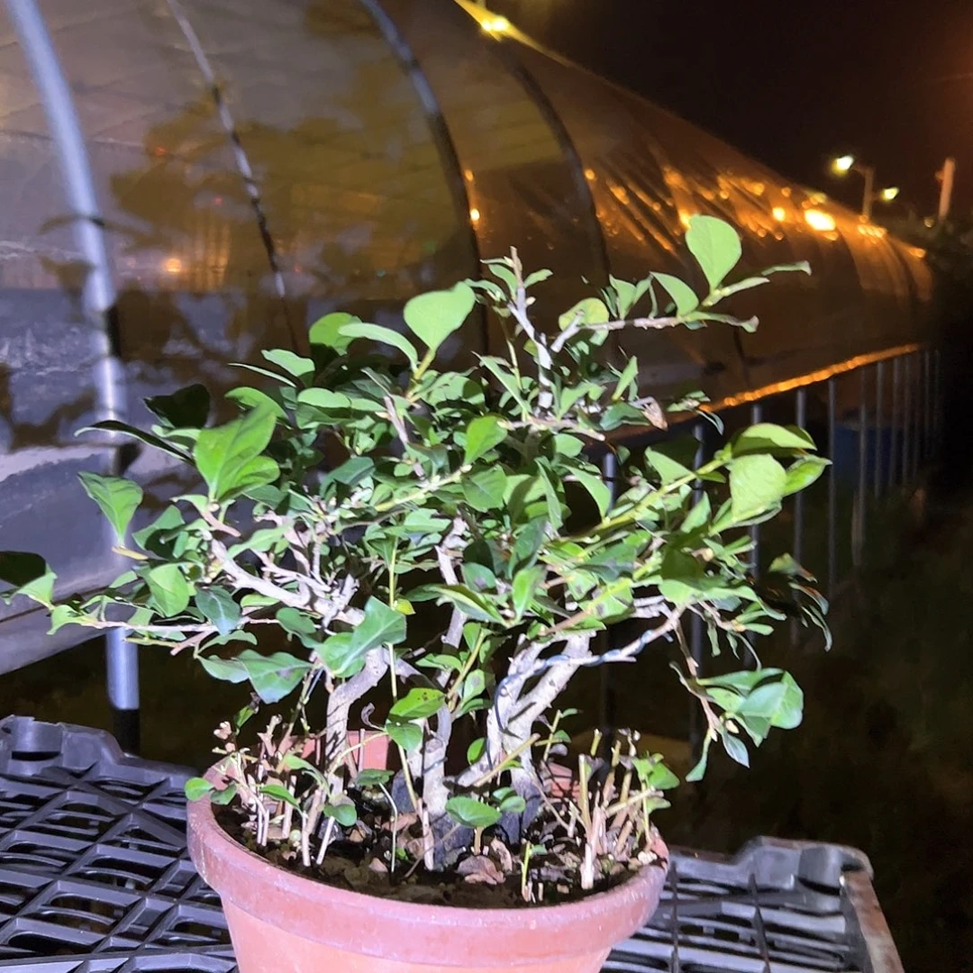 无花朵盆景不包邮
