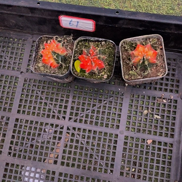 用****461号筐带盆土发货