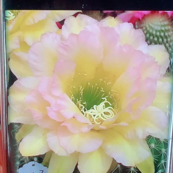 毛花柱3-108侧芽一棵