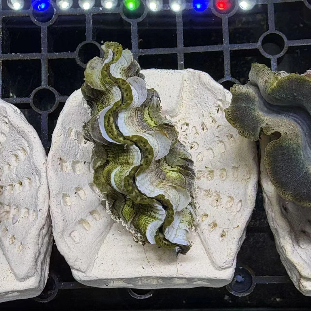 57-74号世界，装饰品，车车，海水