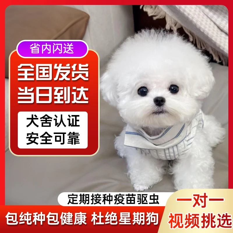 【自选小型宠物狗狗】比熊泰迪博美宠物幼犬活体狗狗 岫流