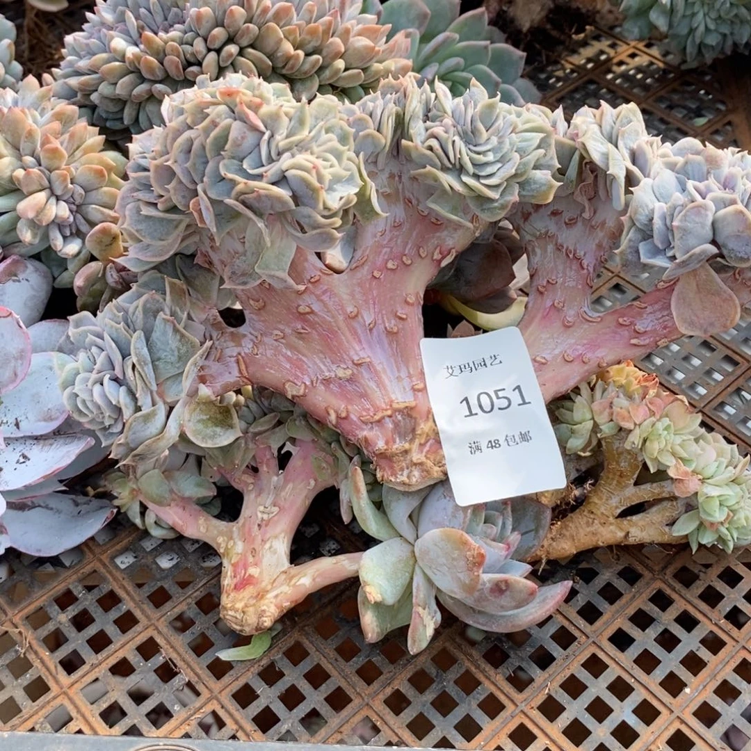 ****࿐蓝色惊喜缀化多肉的051