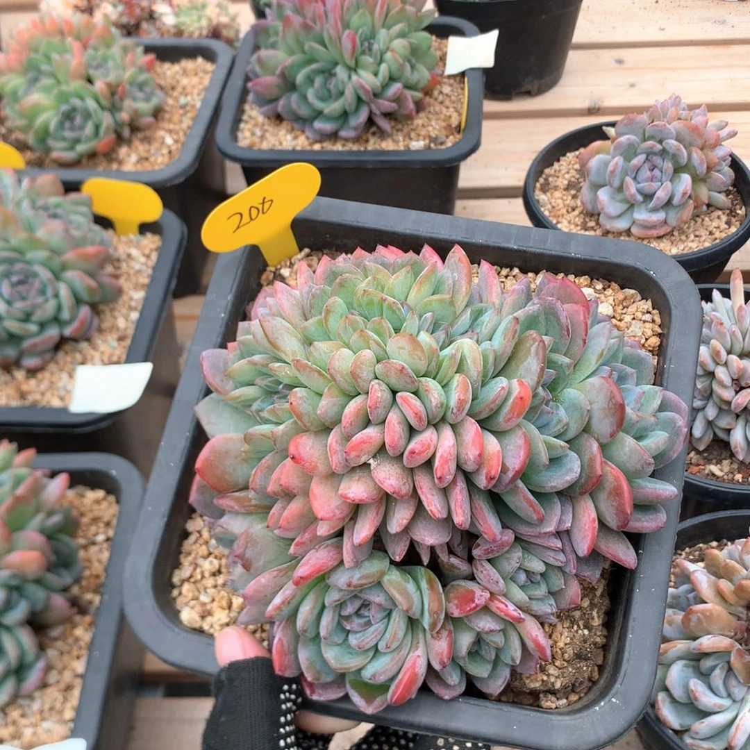 真***了16厘米全明星朵朵缀4244