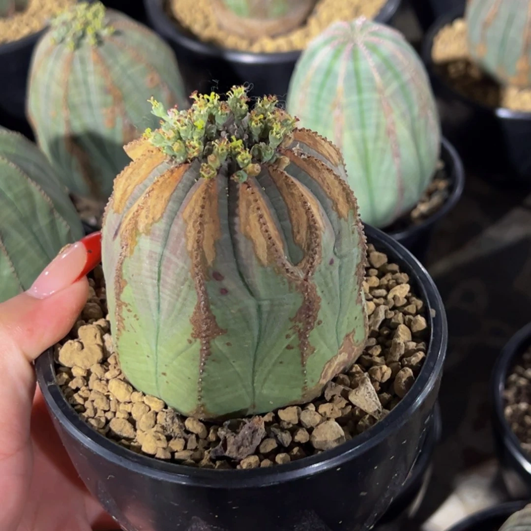 飘*m飘云专拍欧系布纹球