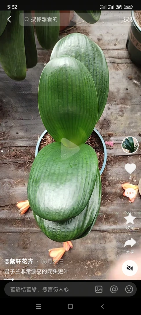 特价精品元头和尚君子兰大苗原盆原土发货室内好养花卉绿植