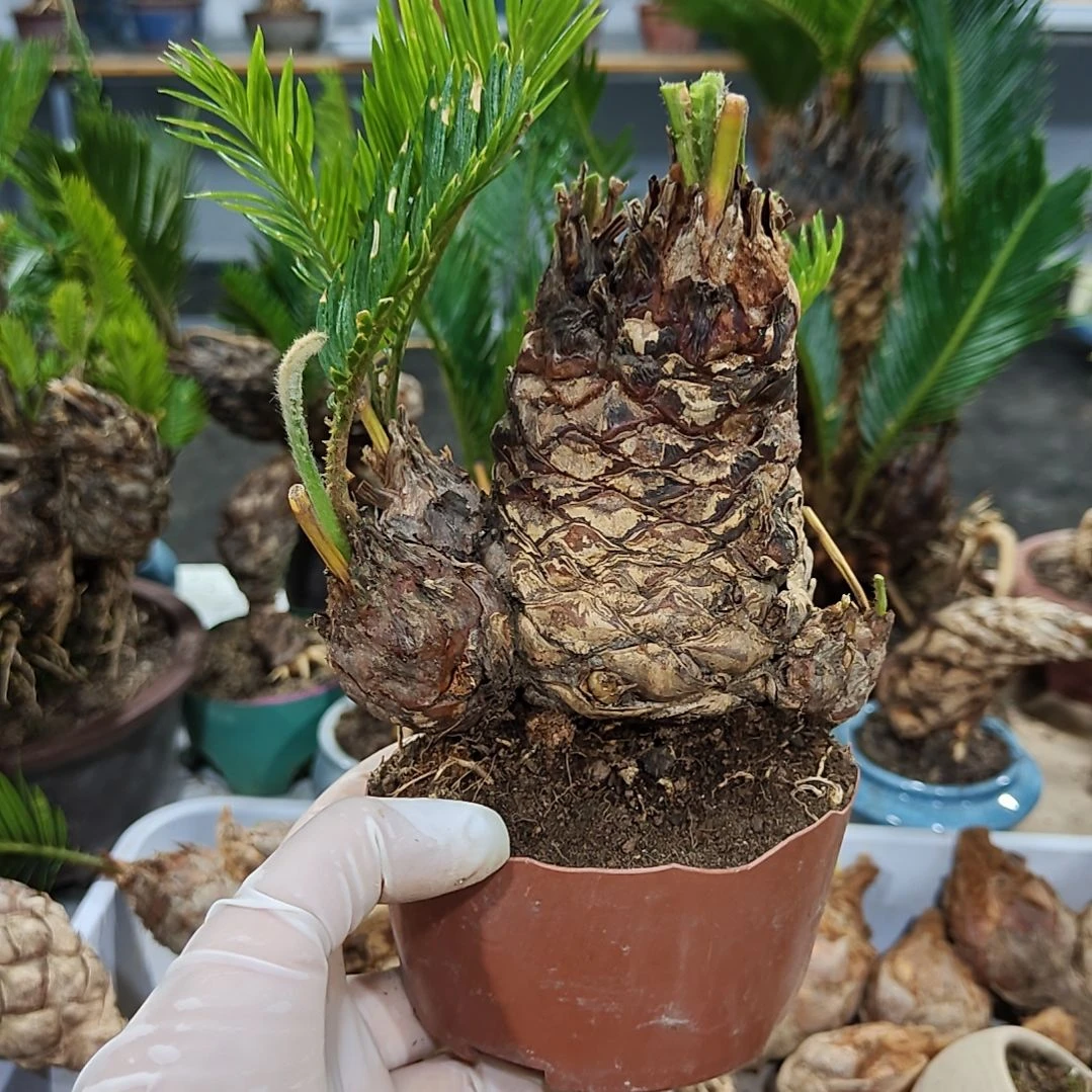 王***华无花朵白鳞铁盆景基地价