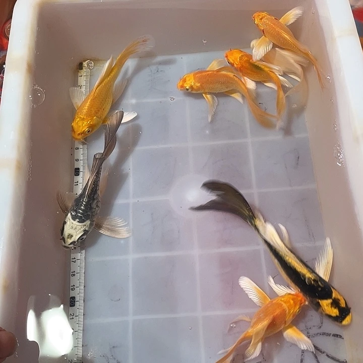 蝴蝶鲤鱼渔场直发55