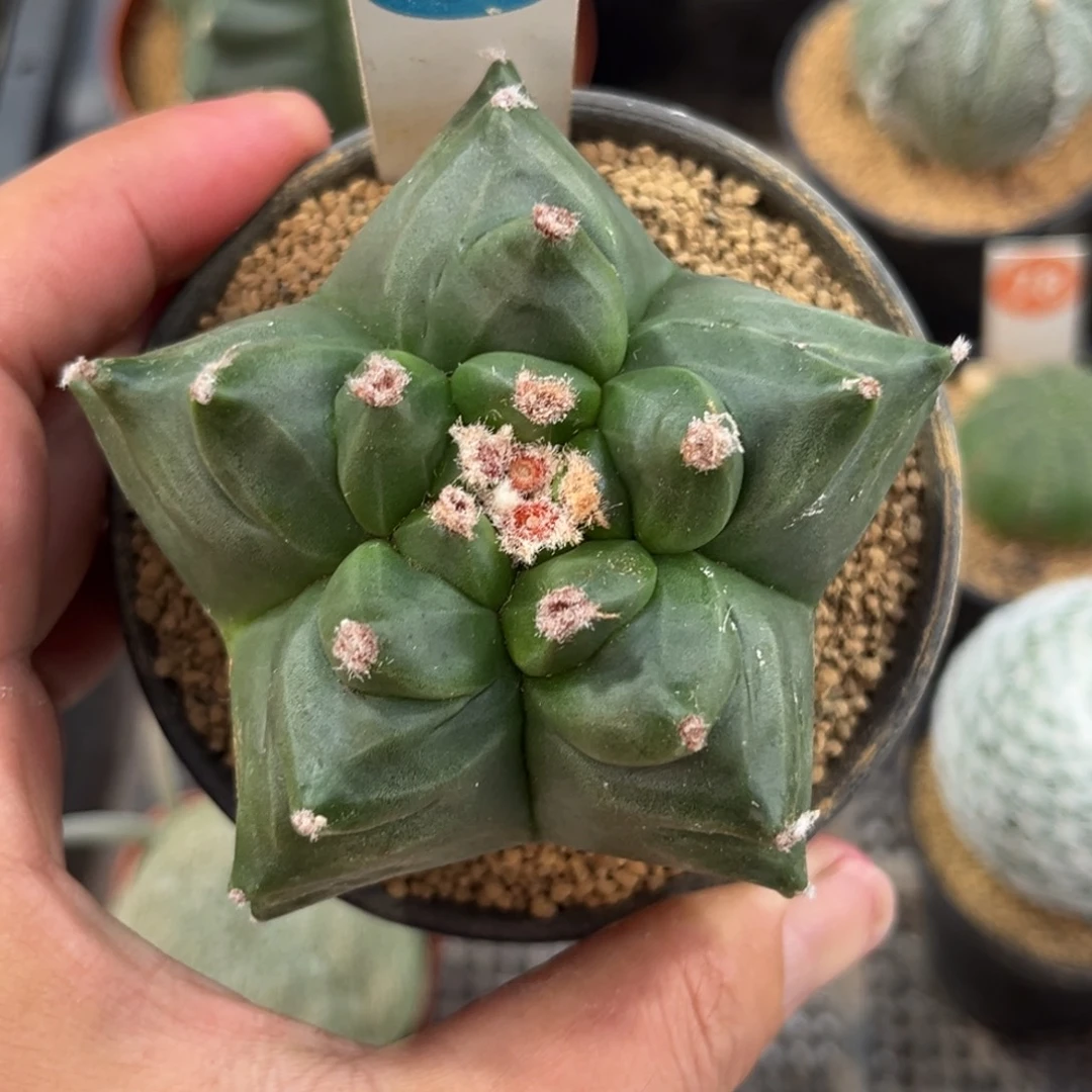 357实生龟甲鸾凤玉带盆带土