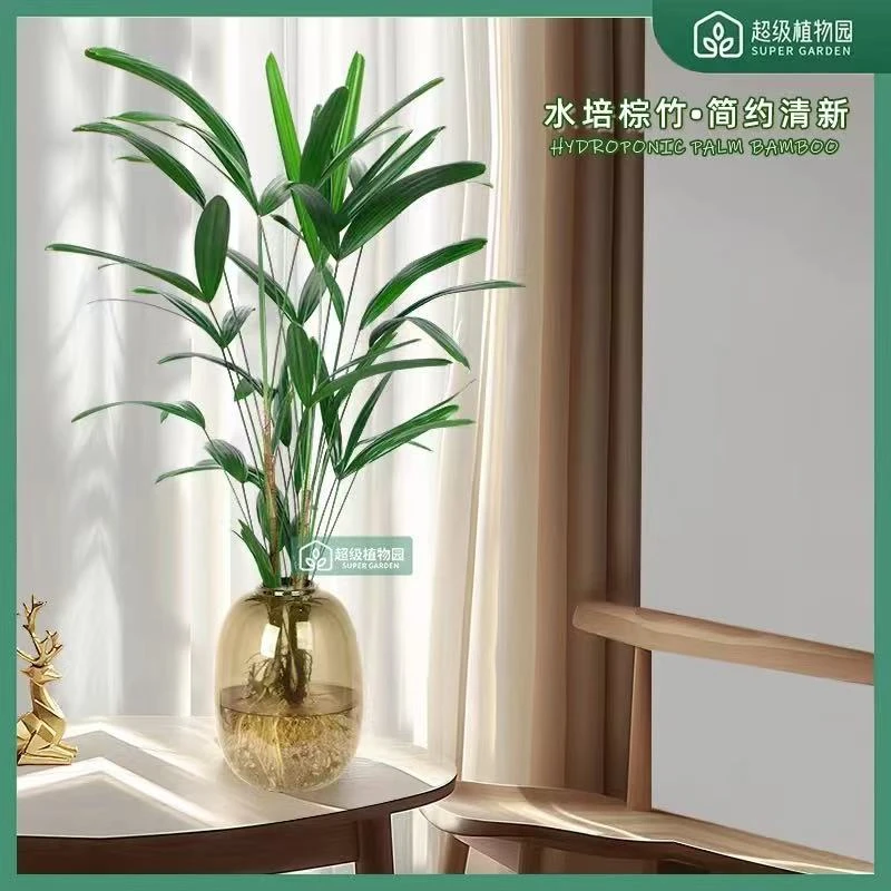 金山棕竹水培棕榈竹室内四季常绿观叶耐阴好养富贵招财竹