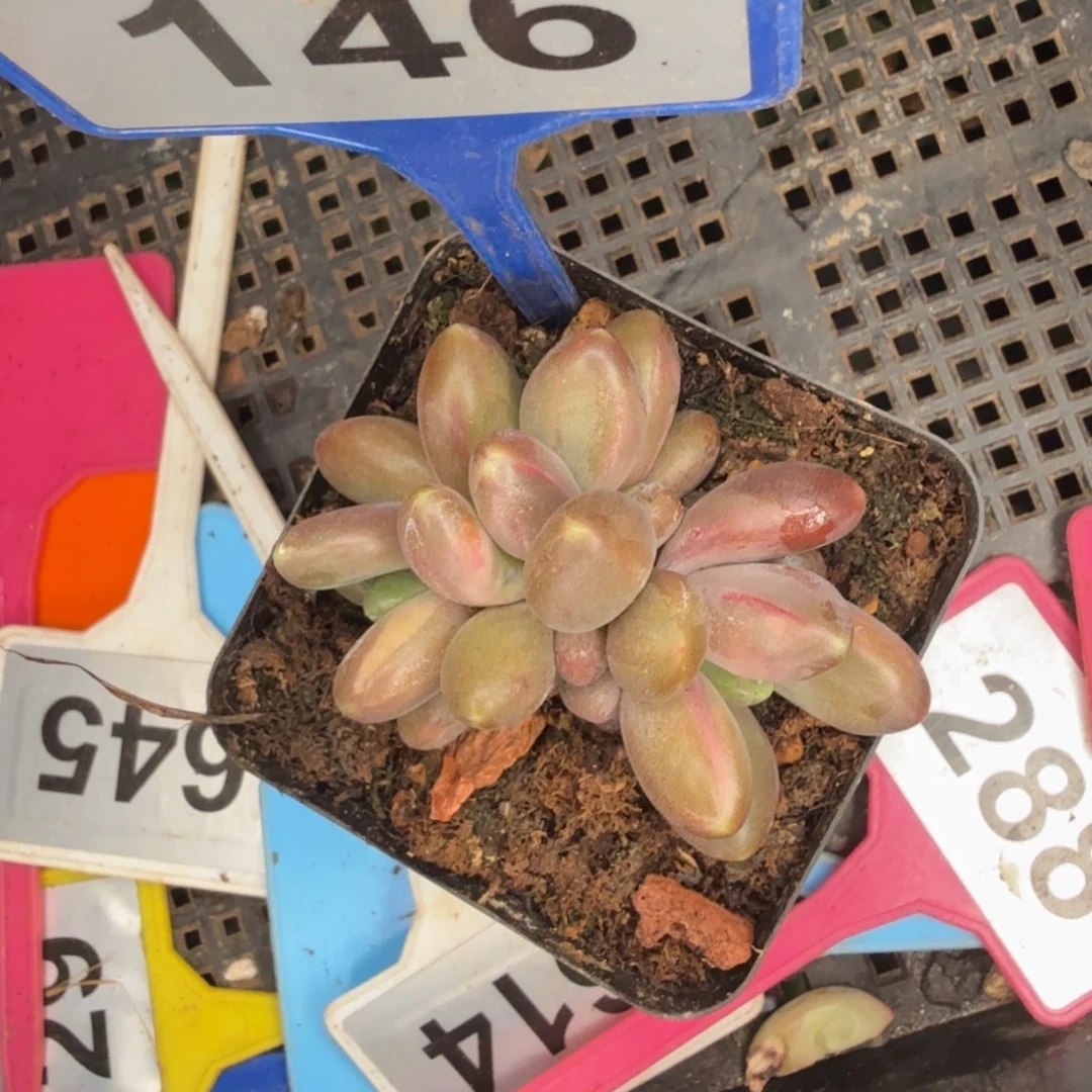 初***见多肉植物南非王子146