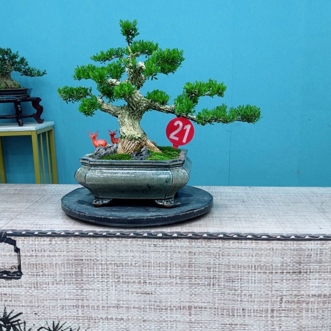 以实际为准精品黄杨老桩