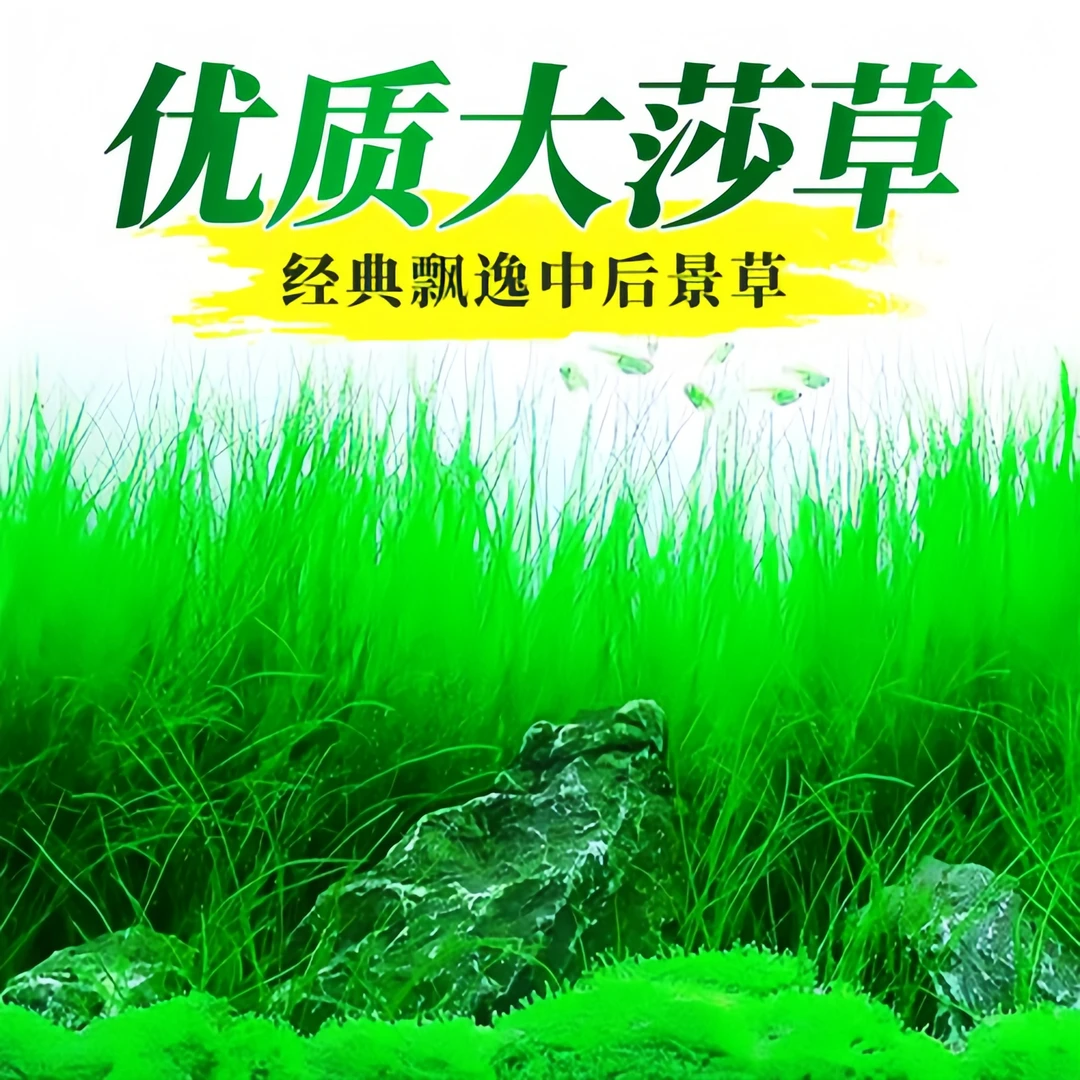 墨西哥大莎草坨草