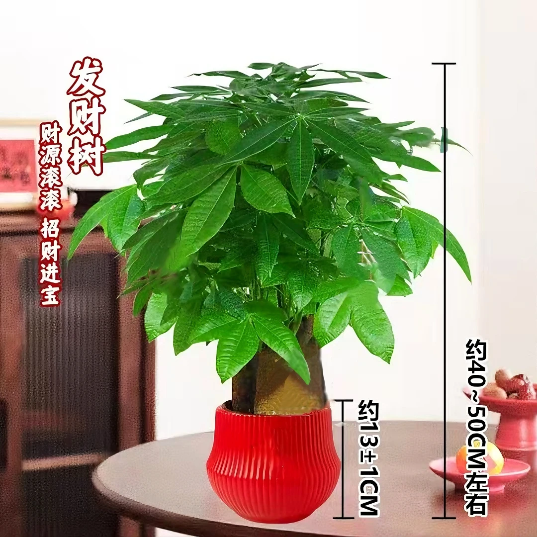 【三杆发财树】桌面绿植盆栽喜庆节日送礼好耐阴绿植40-50