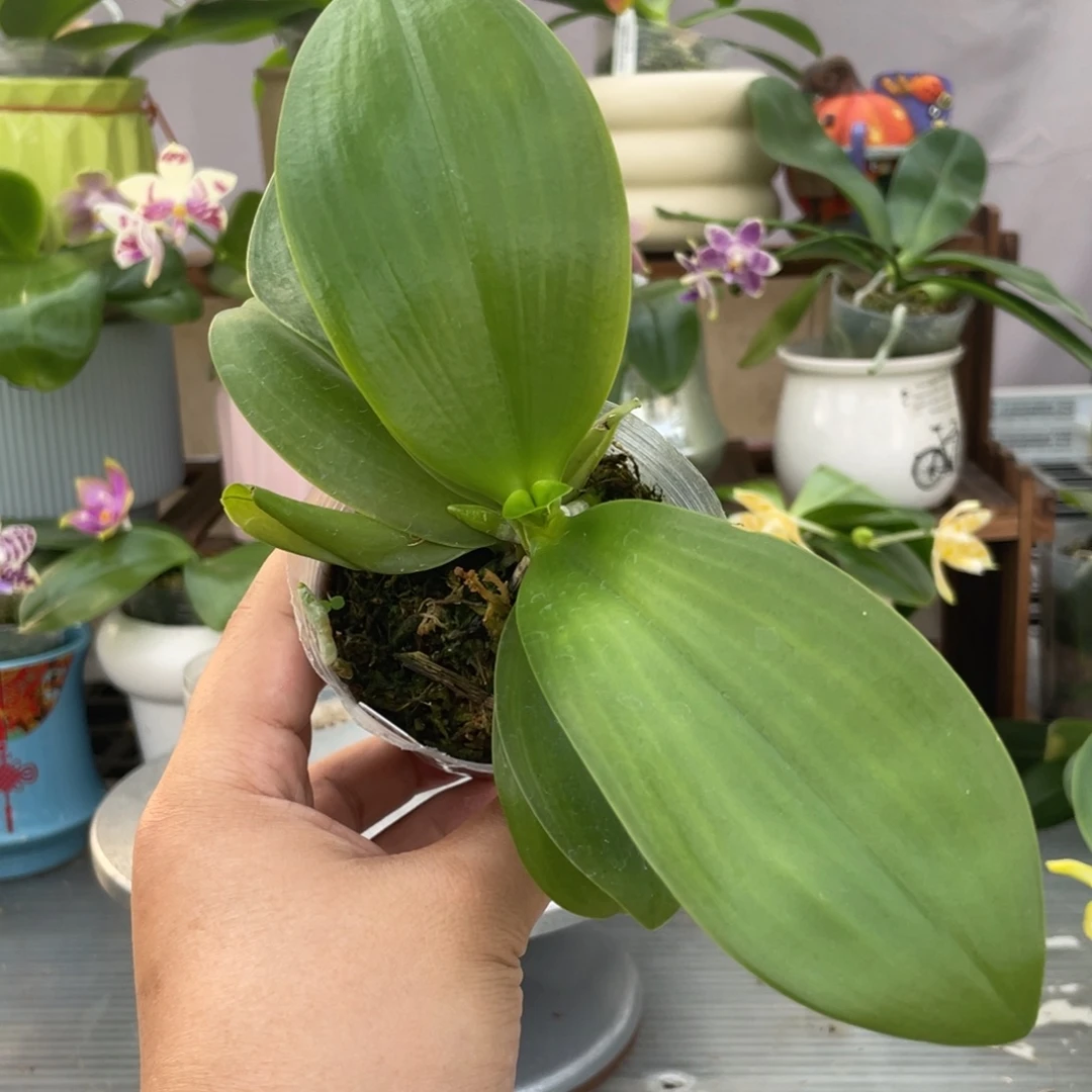 当前无花栽培后可以开花反射龙交爪哇，2.5杯苗