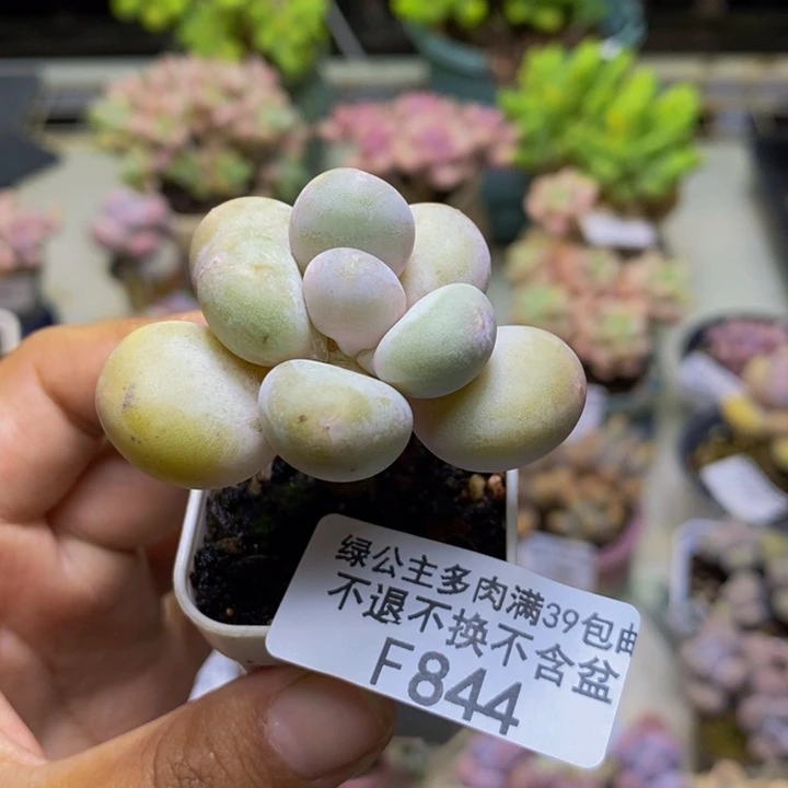 844蛋黄奶多肉4cm