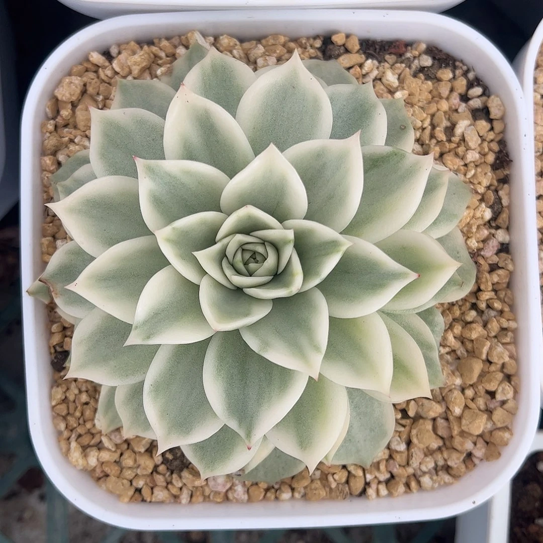 超白麦秆锦 婕宝一物一拍