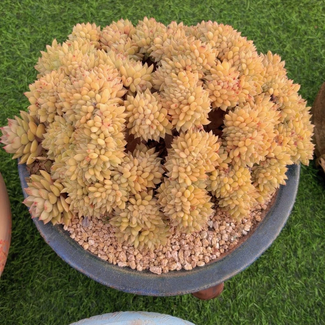 一物一拍，黄金璀璨缀化