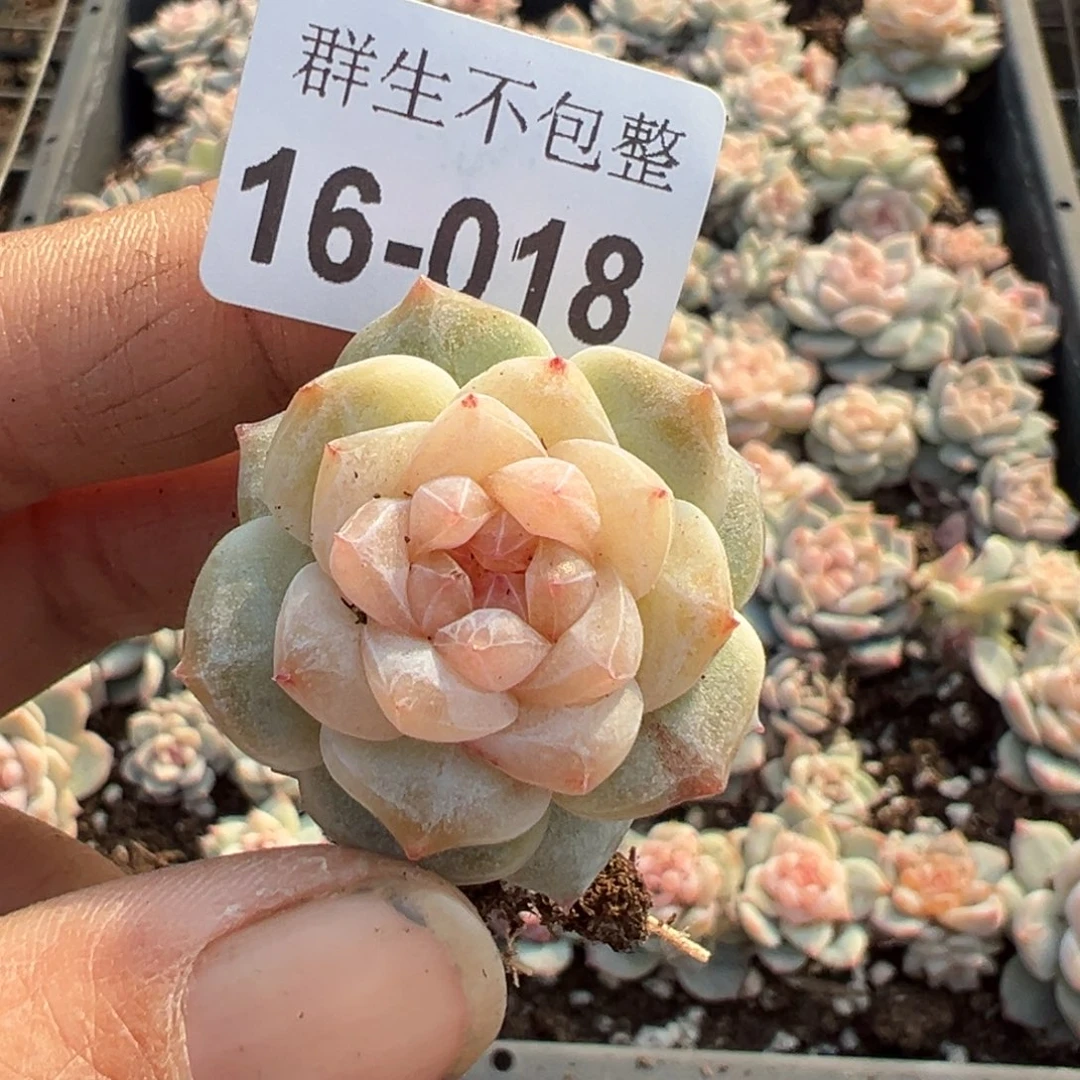 大*丽小卡拉米糖心一物一拍16-18