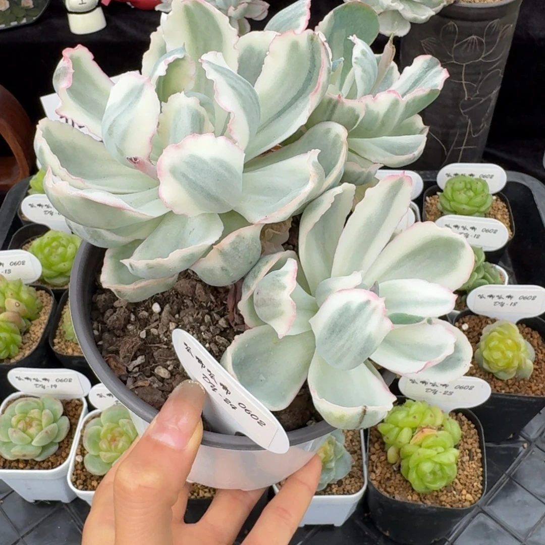 0602-24-伯克利锦三头一颗