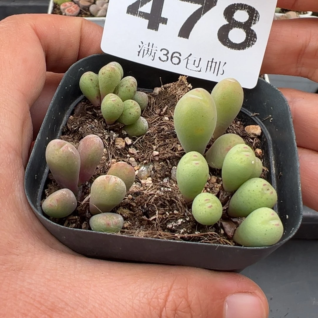 拾***姐1.18好看的多肉478