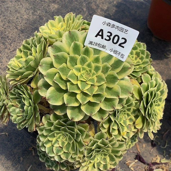 302碧浪多肉8888888