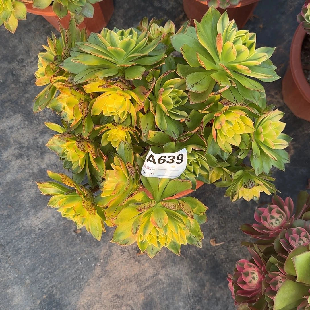 荷花多肉植物a639