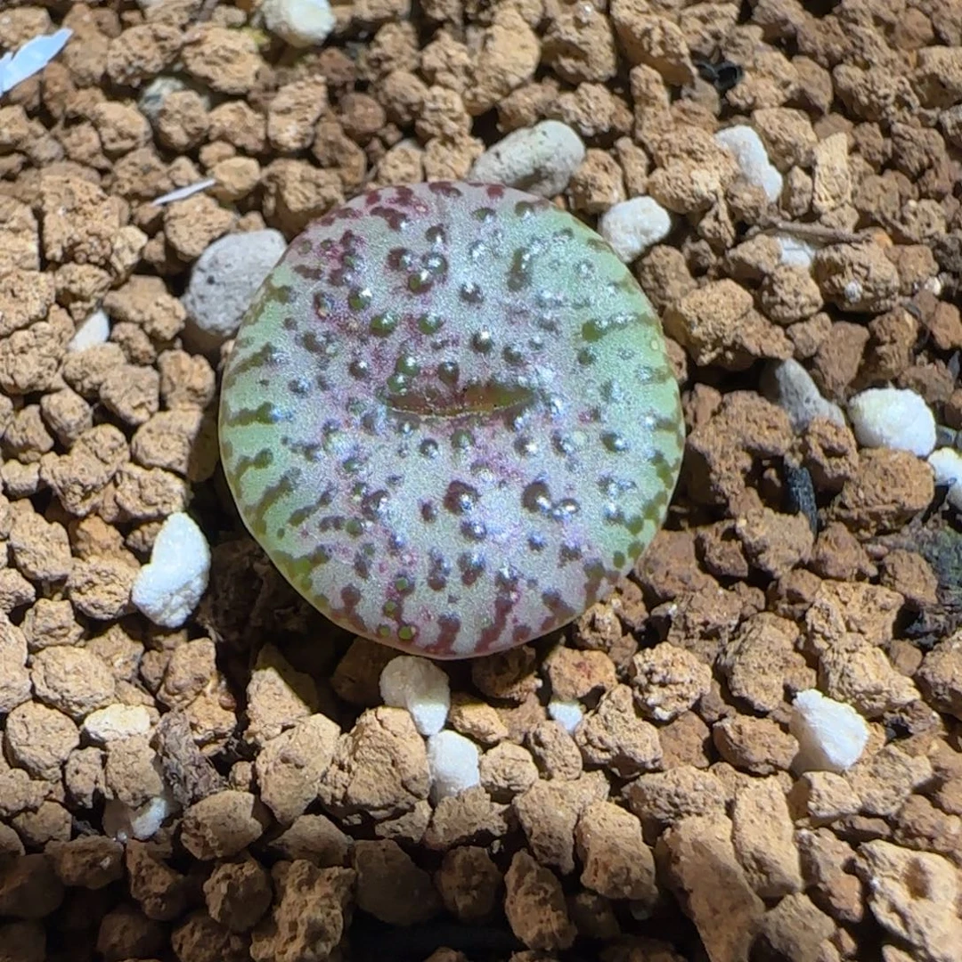 肉锥多肉植物组合-安贞有疤883