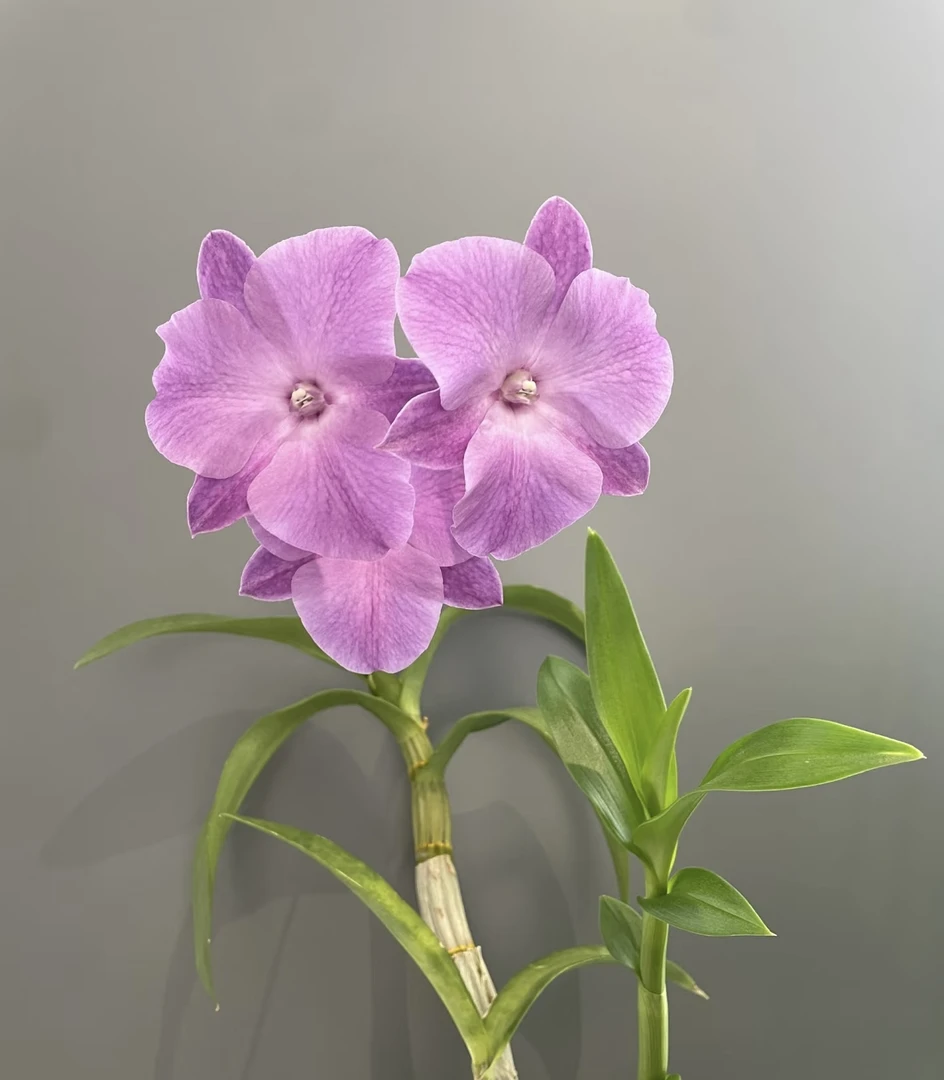 蓝色阴雨三唇瓣（无花苗）秋石斛粉紫爆花好养花期长 云南鲜花绿植