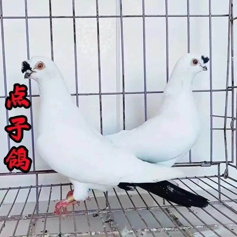 高飞点子观赏鸽高飞　种鸽下蛋点子鸽