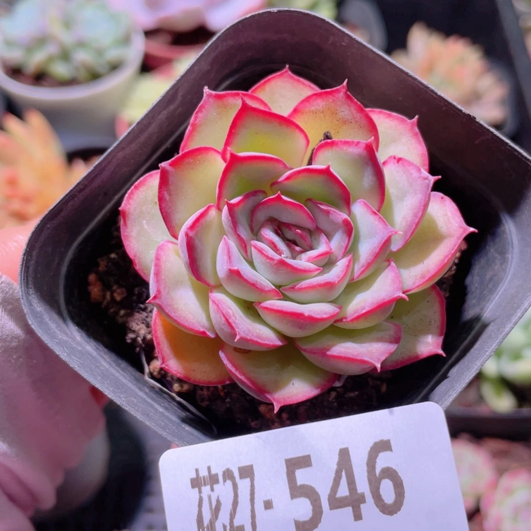 花利美27-546猎户座