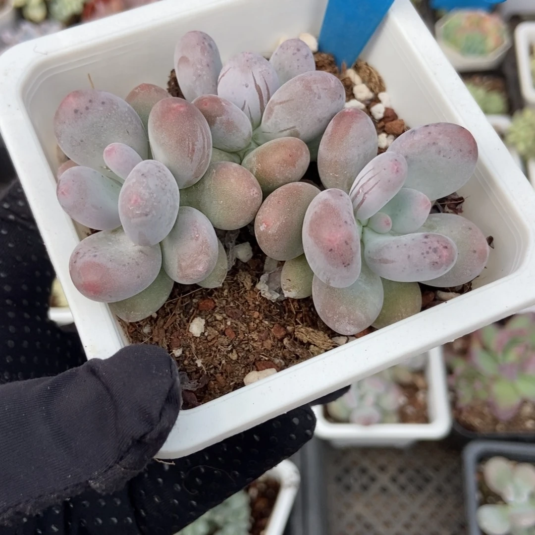 803烟美人多肉植物