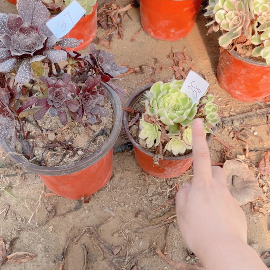 37，38 法师多肉断枝不包